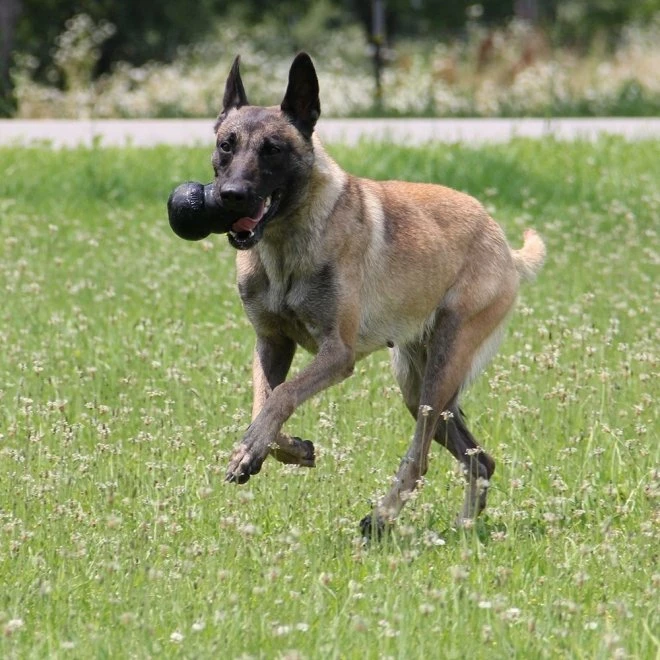 KONG Extreme Svart - Bild 3