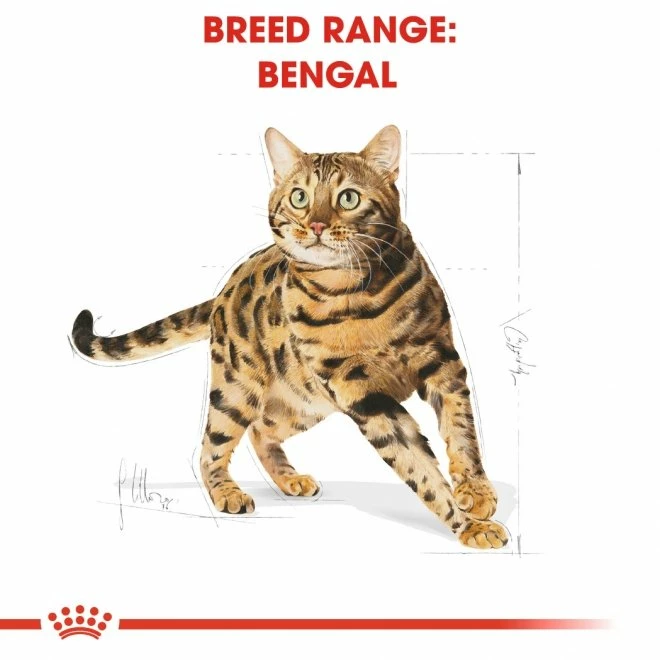 Royal Canin Bengal - Bild 6