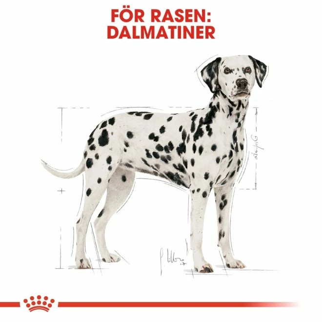 Royal Canin Breed Dalmatiner Adult 12 Kg - Bild 6